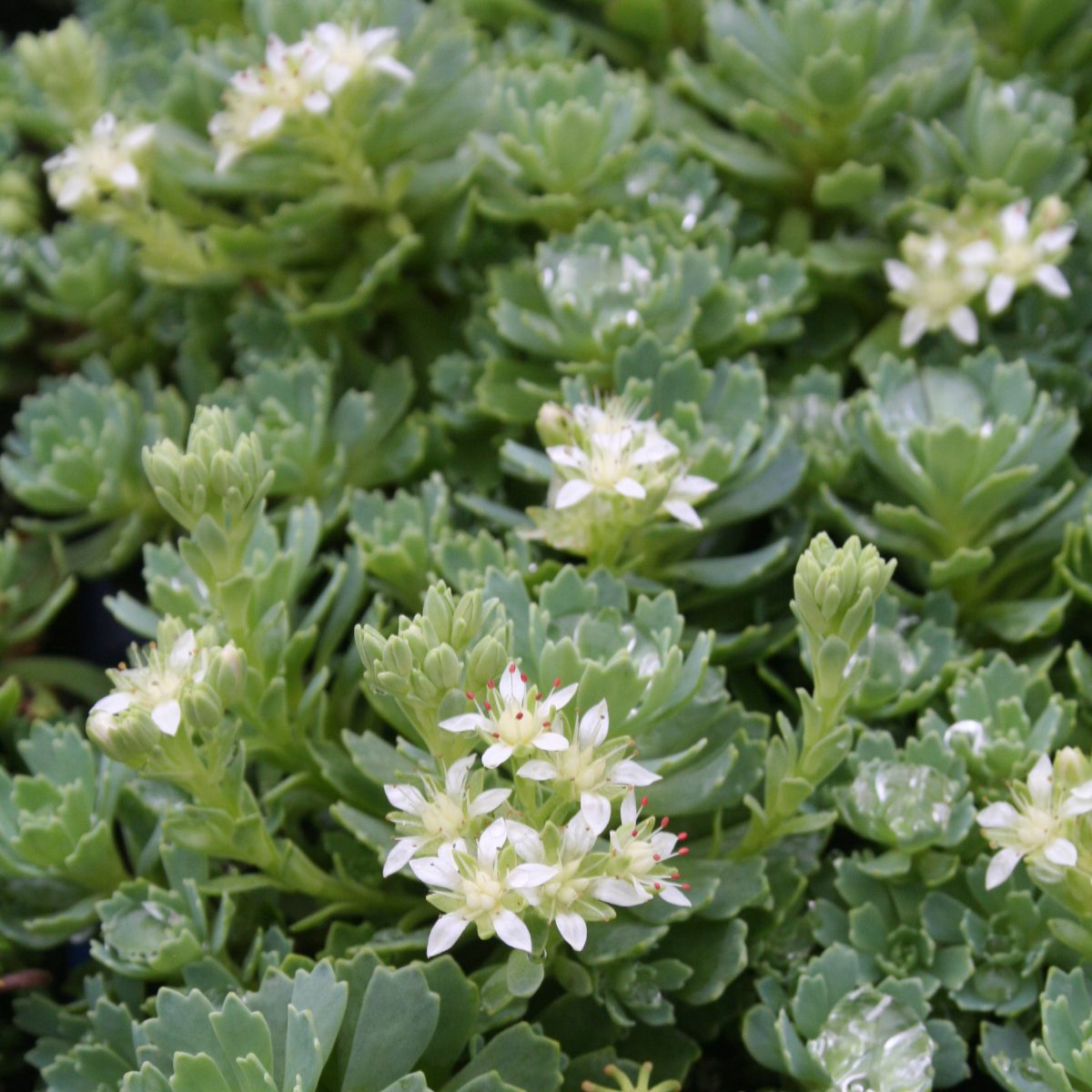 Sedum Pachyclados - Image 3