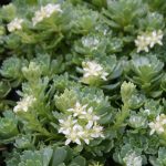 Sedum Pachyclados - Image 3