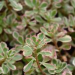 Sedum spur. 'Variegatum'