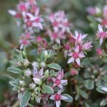 Sedum spur. 'Variegatum' - Image 2