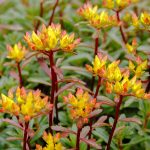 Sedum kam Weihenst Gold