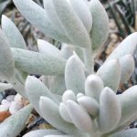 Senecio haworthii - Image 2
