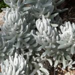 Senecio haworthii