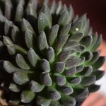 Sinocrassula 'Yunnanensis'