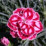 Dianthus 'Starburst'