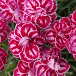 Dianthus 'Starburst' - Image 2