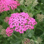 Achillea 'Pink Grapefruit'