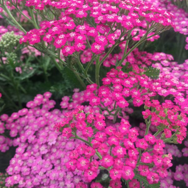 Achillea 'Pink Grapefruit'