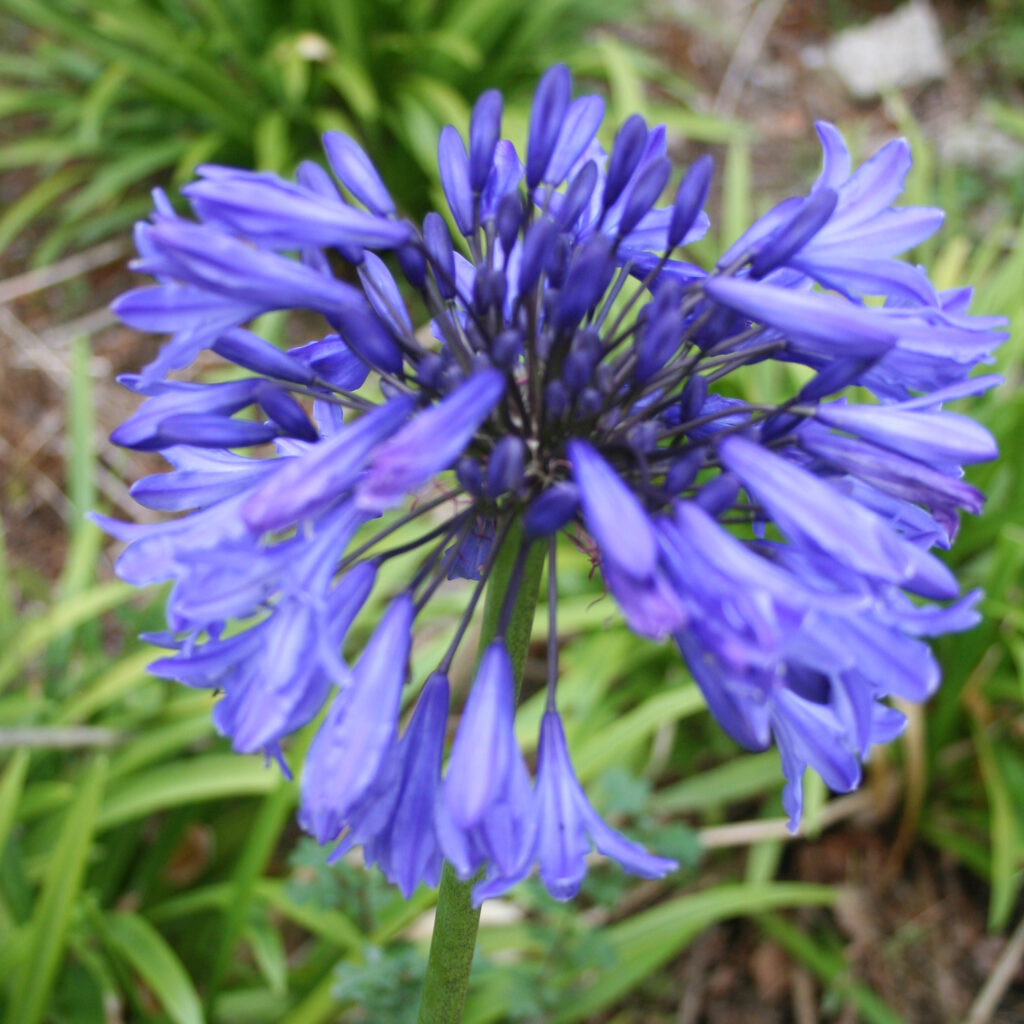 Agapanthus Africanus