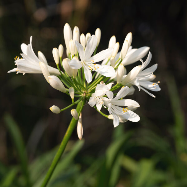Agapanthus Ice Lolly