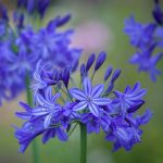 Agapanthus ‘Northern Star’