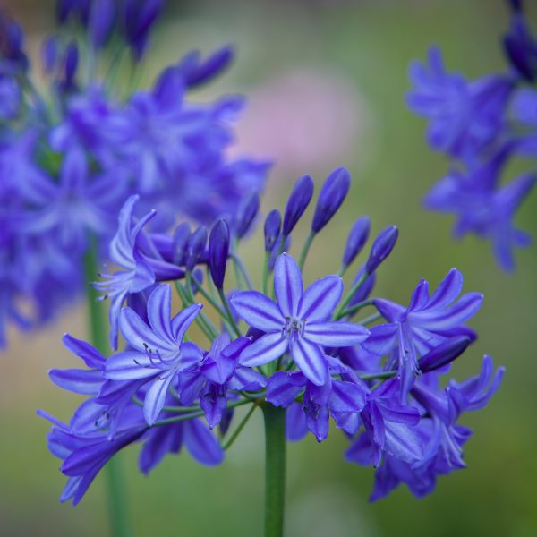 Agapanthus ‘Northern Star’
