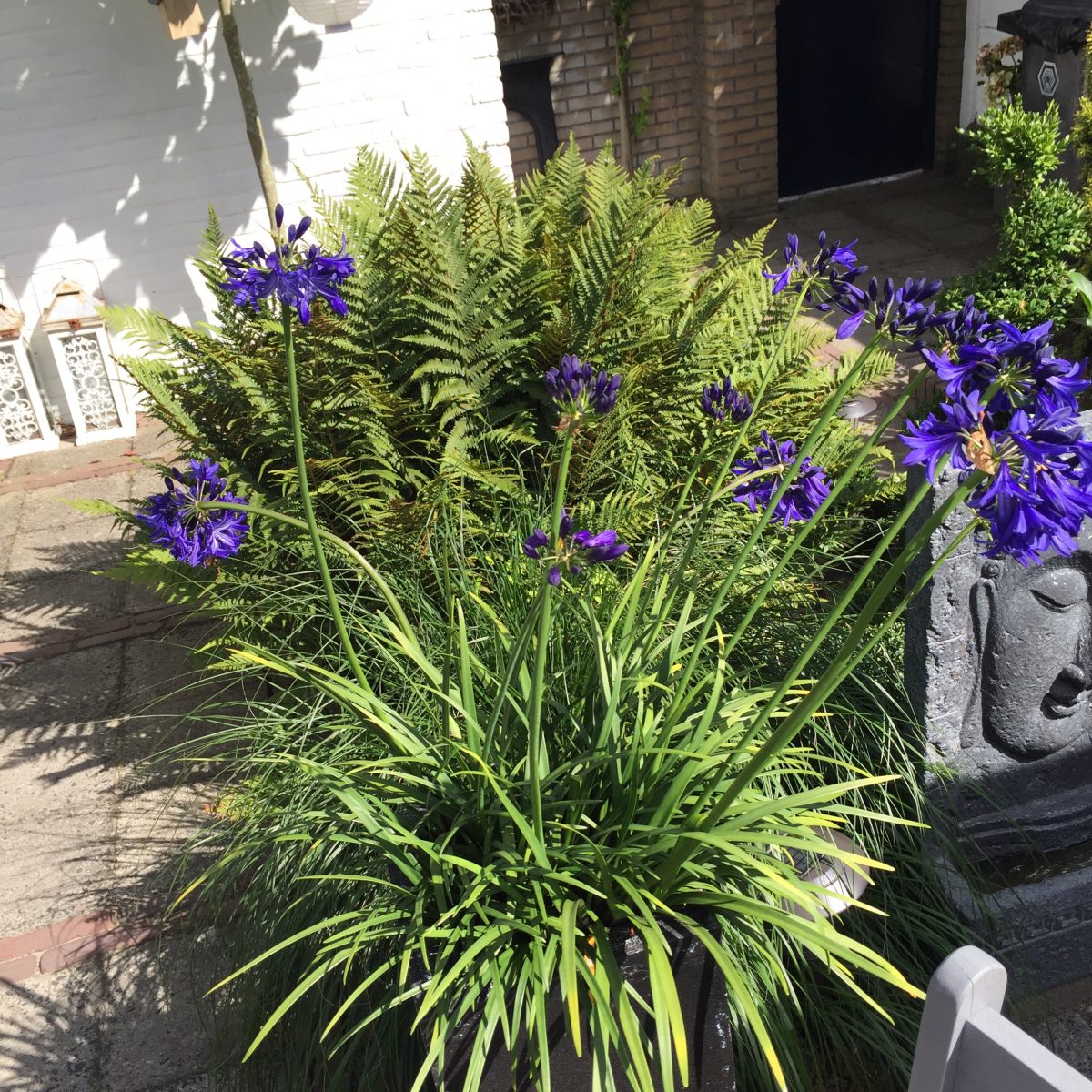 Agapanthus ‘Northern Star’ - Image 2