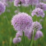 Allium 'Summer Beauty'