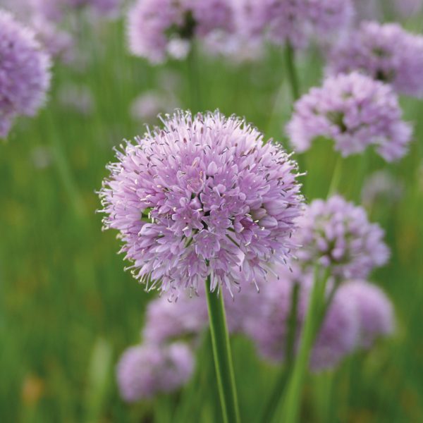 Allium 'Summer Beauty'