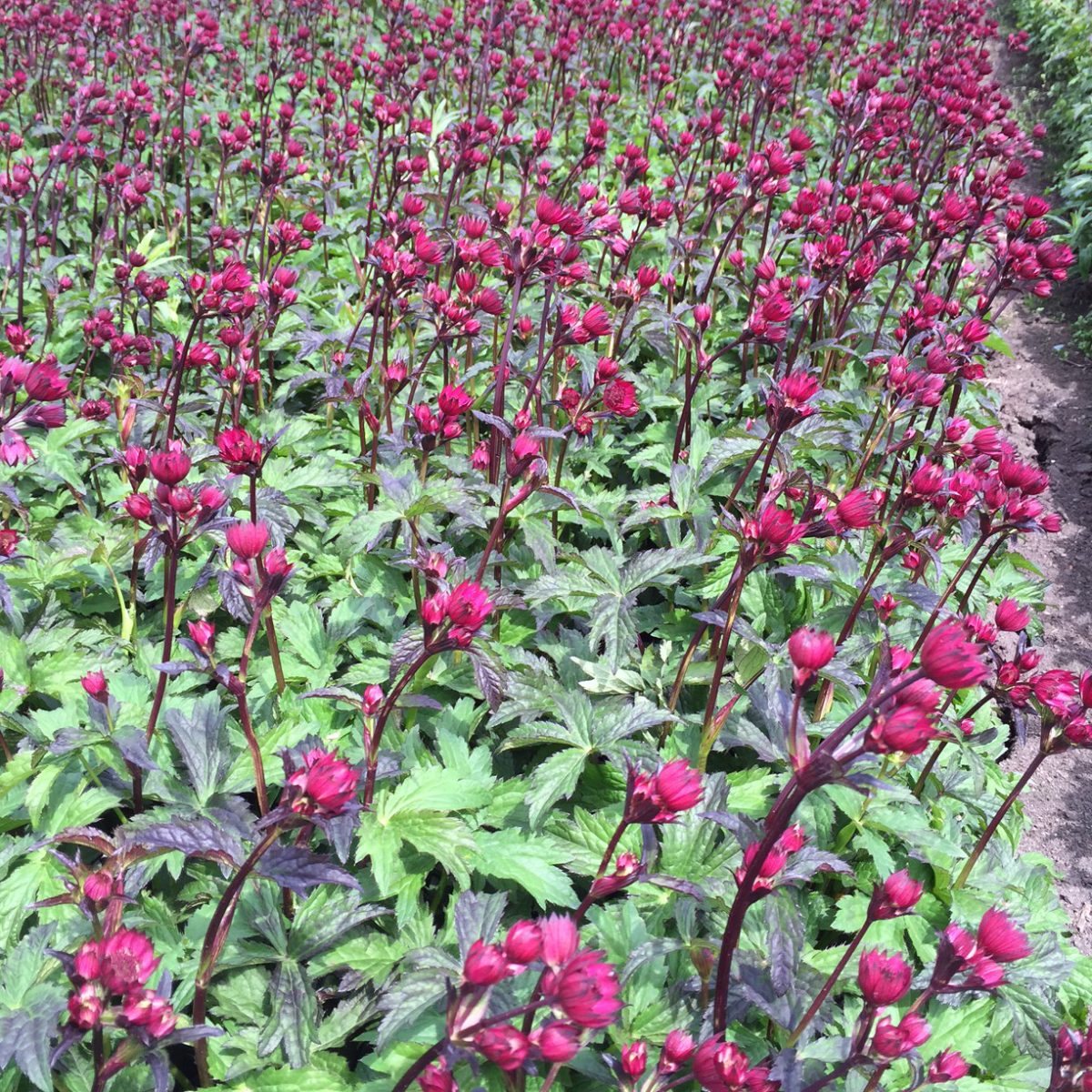 Astrantia 'Star of Love' - Image 2