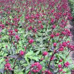 Astrantia 'Star of Love' - Image 2