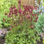 Astrantia 'Star of Love' - Image 3