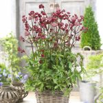 Astrantia 'Star of Love' - Image 4