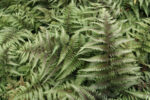 Athyrium 'Red Beauty'