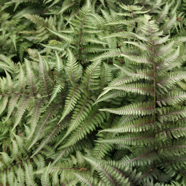 Athyrium 'Red Beauty'