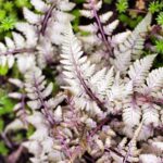 Athyrium 'Silver Falls'