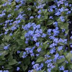 Brunnera 'Jack of Diamonds' ® - Image 3
