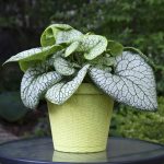 Brunnera 'Jack of Diamonds' ® - Image 2