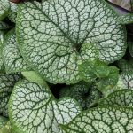 Brunnera 'Jack of Diamonds' ®