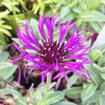 Centaurea Amethyst Dream ®
