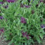 Centaurea Amethyst Dream ® - Image 3