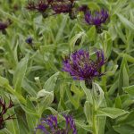 Centaurea Amethyst Dream ® - Image 2