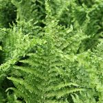 Dryopteris aff. Crispa Cristata - Image 2