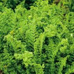 Dryopteris aff. Crispa Cristata