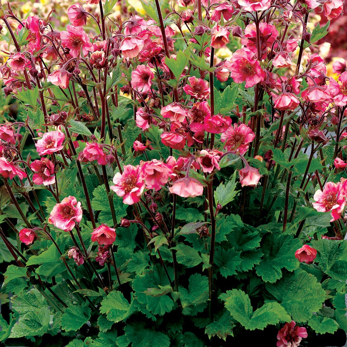 Geum 'Tempo Rose' - Image 2