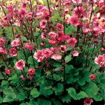 Geum 'Tempo Rose' - Image 2