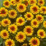 Heliopsis 'Funky Spinner'