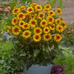 Heliopsis 'Funky Spinner' - Image 2