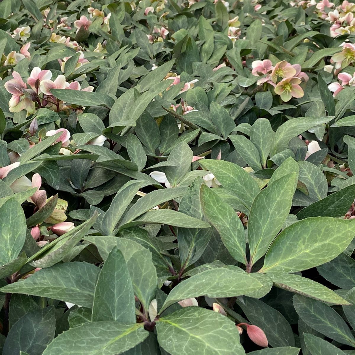 Helleborus ViV 'Valeria' - Image 2
