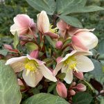 Helleborus ViV 'Valeria'