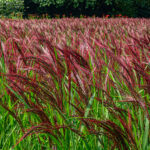 Miscanthus sinensis 'China'
