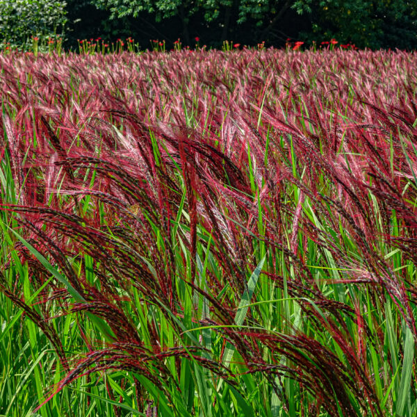 Miscanthus sinensis 'China'