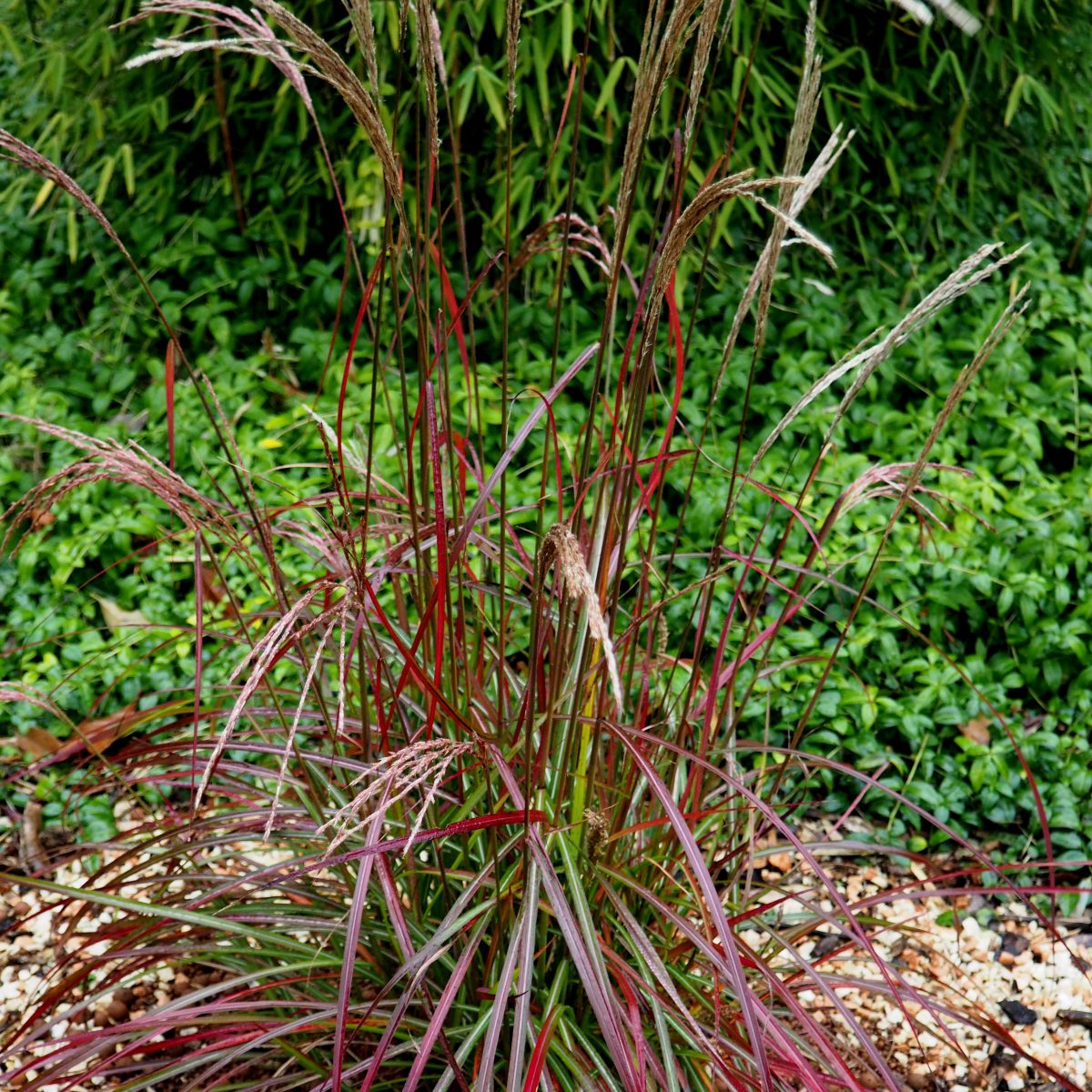 Miscanthus sinensis 'Ruby Cute'