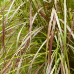 Miscanthus sinensis 'Ruby Cute'