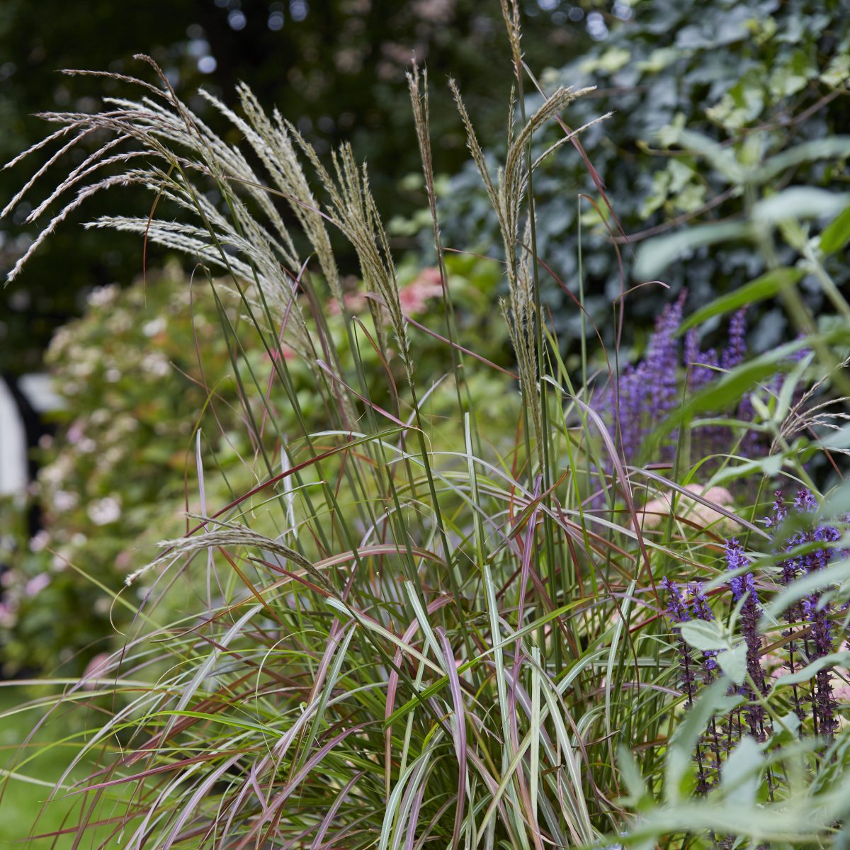 Miscanthus sinensis 'Ruby Cute' - Image 3