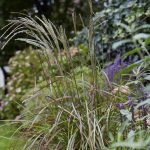 Miscanthus sinensis 'Ruby Cute' - Image 3