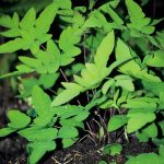 Osmunda regalis 'Pupurescens'