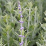 Perovskia atriplicifolia 'Blue Steel'