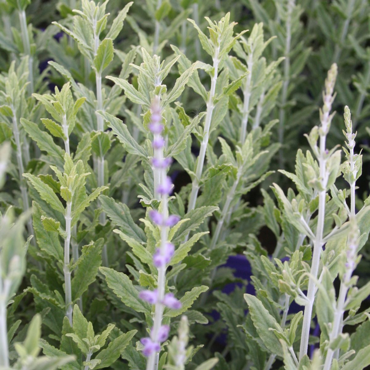 Perovskia atriplicifolia 'Blue Steel' - Image 2