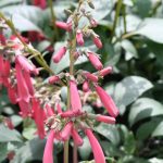 Phygelius Croftway 'Coral Princess'